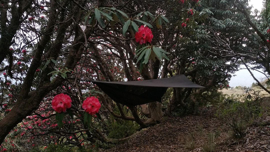 Dharamsala Rhododendron Bliss (I Indien med min Hennessy Hammock) 2