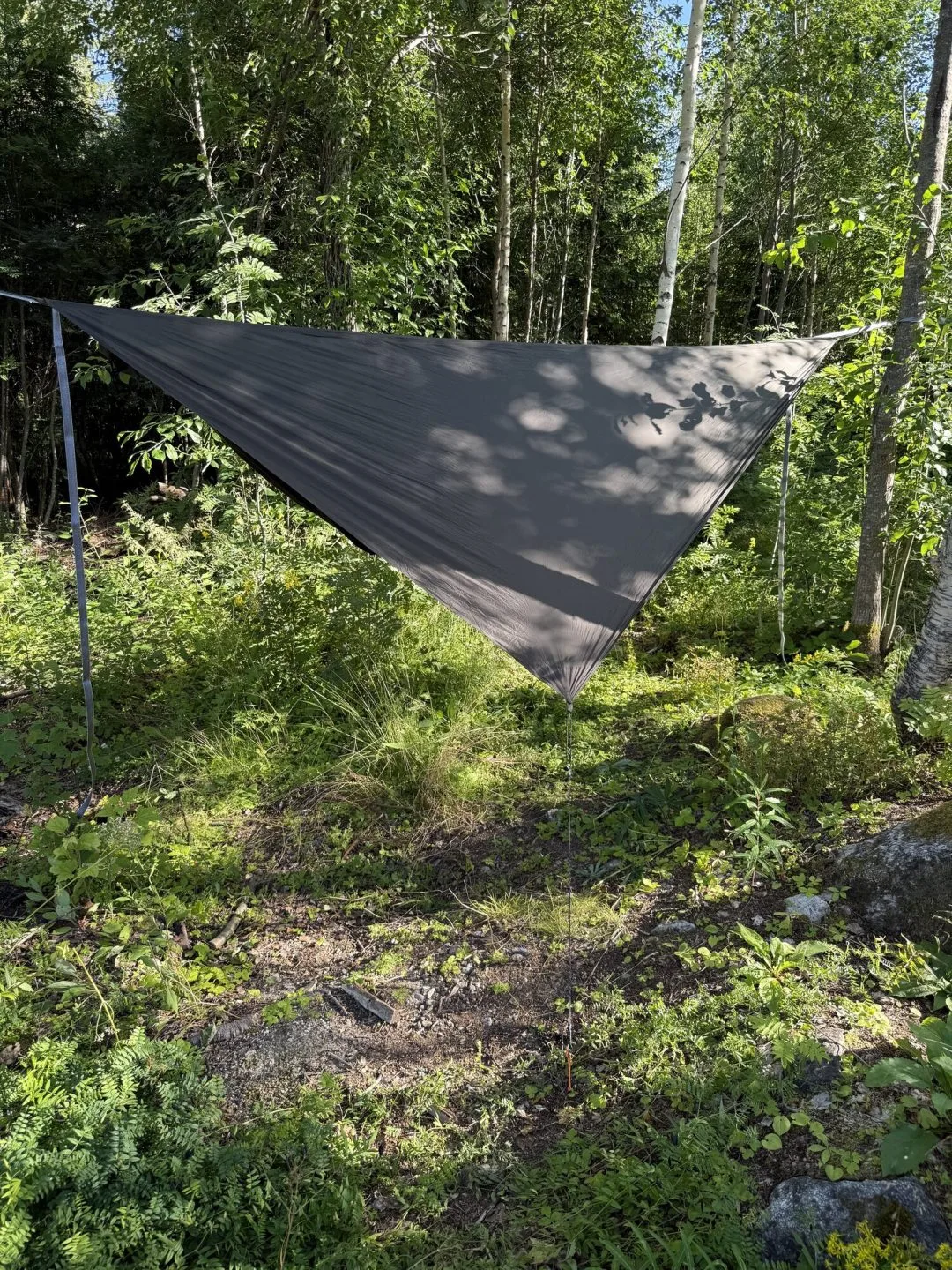 Asymmetrisk hammocktarp uppspänd i björkskog med den asymmetriska skärningen synlig