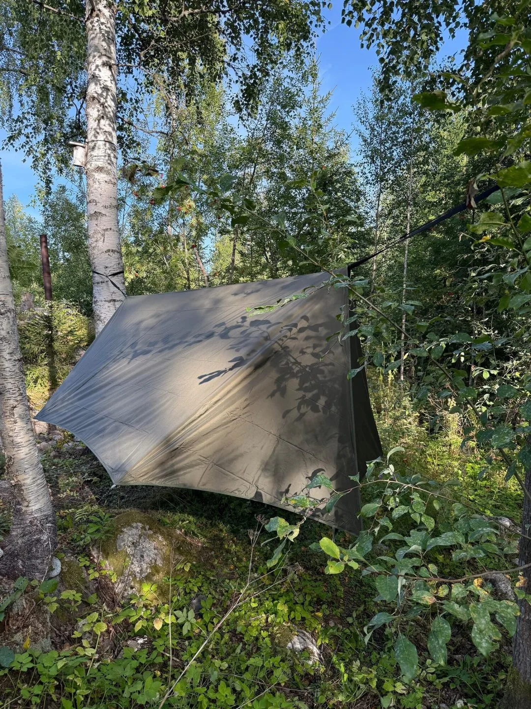 Vintertarp uppspänd, sedd snett ovanifrån i björkskog